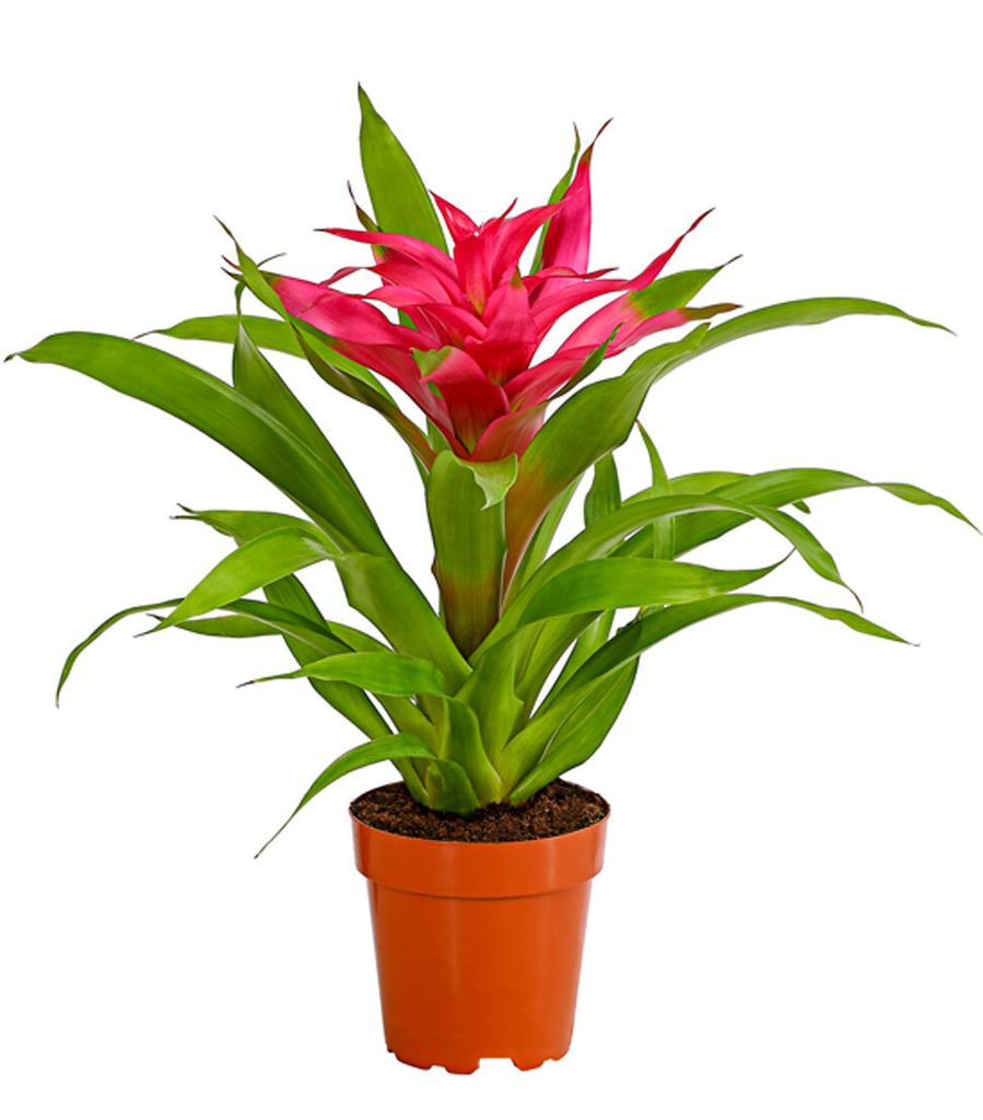 Dehner Guzmanie Deseo, Guzmania cultivars, pinke Rosette, 40-50 cm, Ø Topf 12 cm, Zimmerpflanze