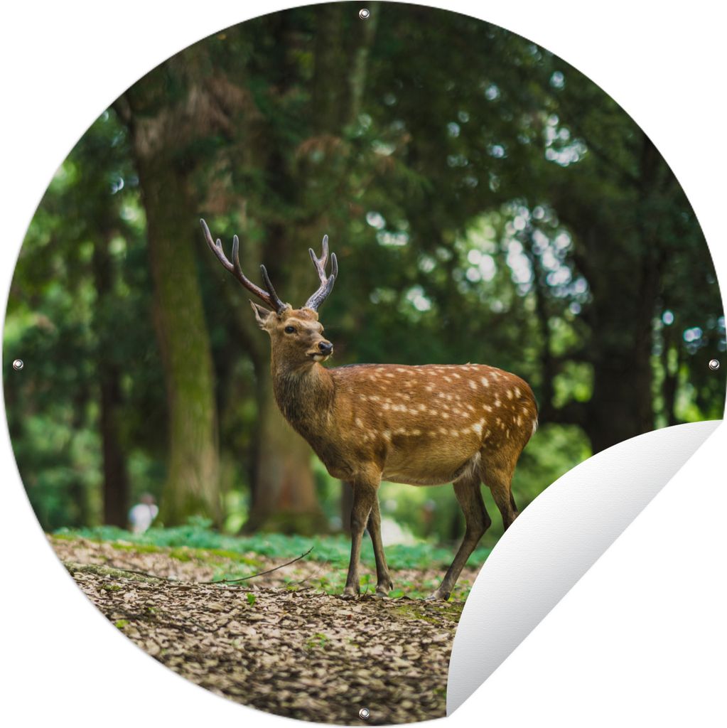 MuchoWow Gartenposter Outdoor-Poster Rund Rotwild - Wald - Tier Ø 60 cm Gartendeko Rundes Poster draußen