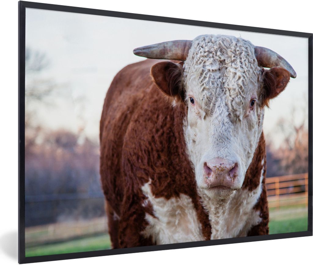 MuchoWow Gerahmtes Poster Ein brauner und weißer Stier 30x20 cm - Poster mit Schwarzem Bilderrahmen Wandposter Rahmen Foto Bilder - Kunstdruck -...
