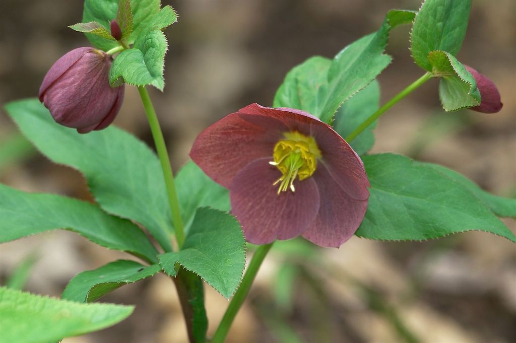Helleborus 'Blue Lady' Nieswurz Lenzrose Kaufland.de