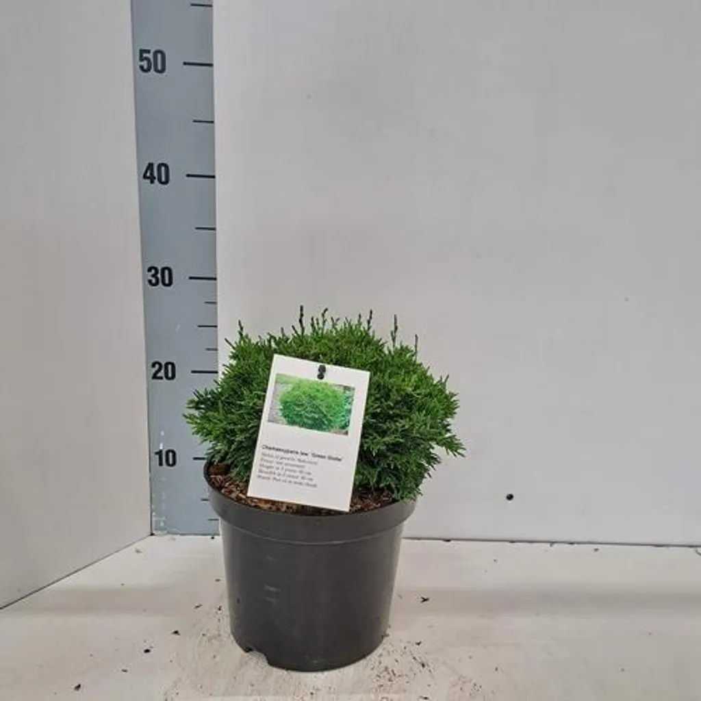 Cyprès Green Globe persistant, forme boule naturelle, hauteur 20-25 cm