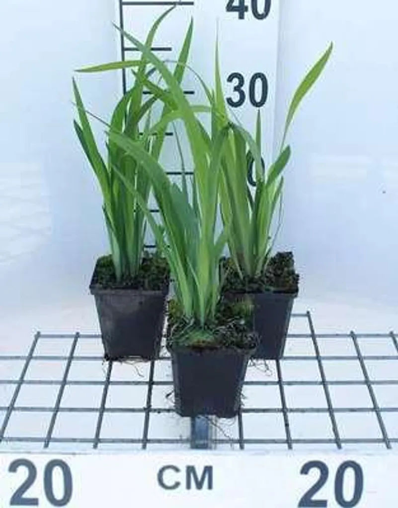 Iris de Sibérie Blue King contre les sols lourds - 6 plants pot de 9cm