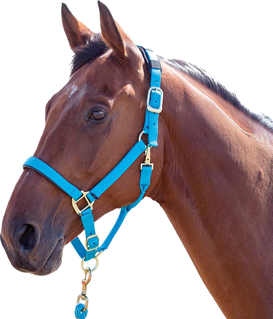 Shires Topaz Nylon Pferdehalfter ER239 (XX Small Pony) (Blau)
