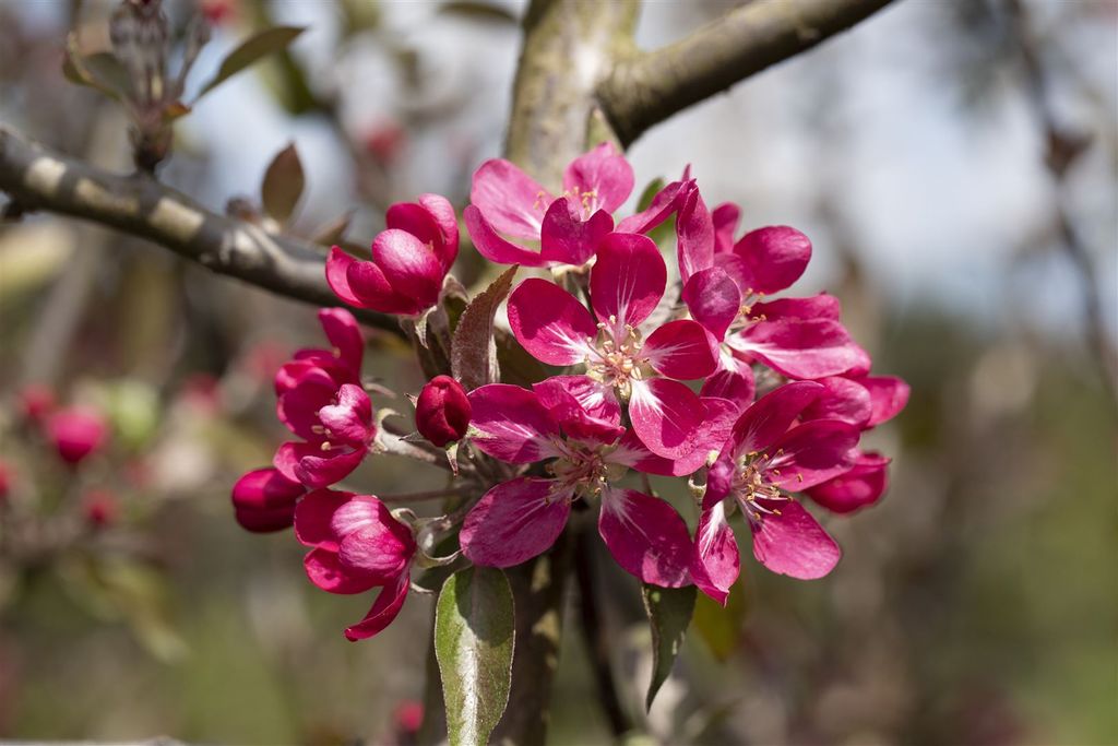 Malus 'Mokum', Zierapfel, 80–100 cm, kompakt
