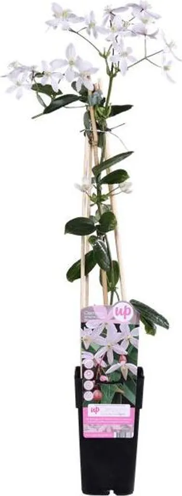 Plante grimpante persistante Clématite Apple Blossom rose de 65 cm - 2