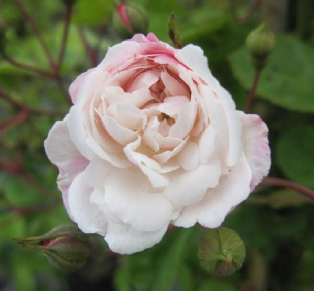 Rosa Felicite et Perpetue - Kletterrose Felicite et Perpetue - Ramblerrose