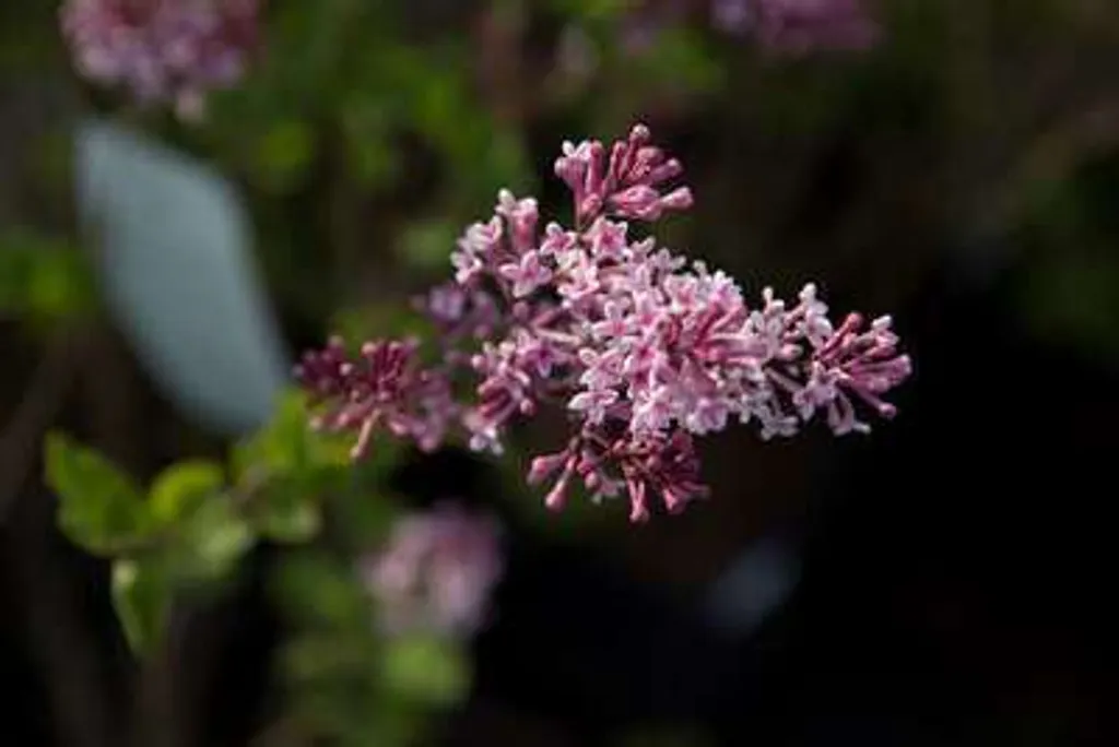 Lilas Josee idéal petit jardin et terrasse - Syringa 30-40 cm