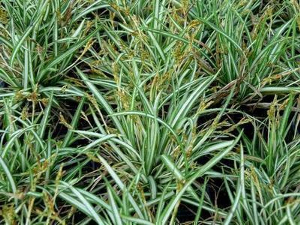 6 x Carex ornithopoda 'Variegata' - Vogelfuß Segge Variegata - Topf 9 x 9 cm