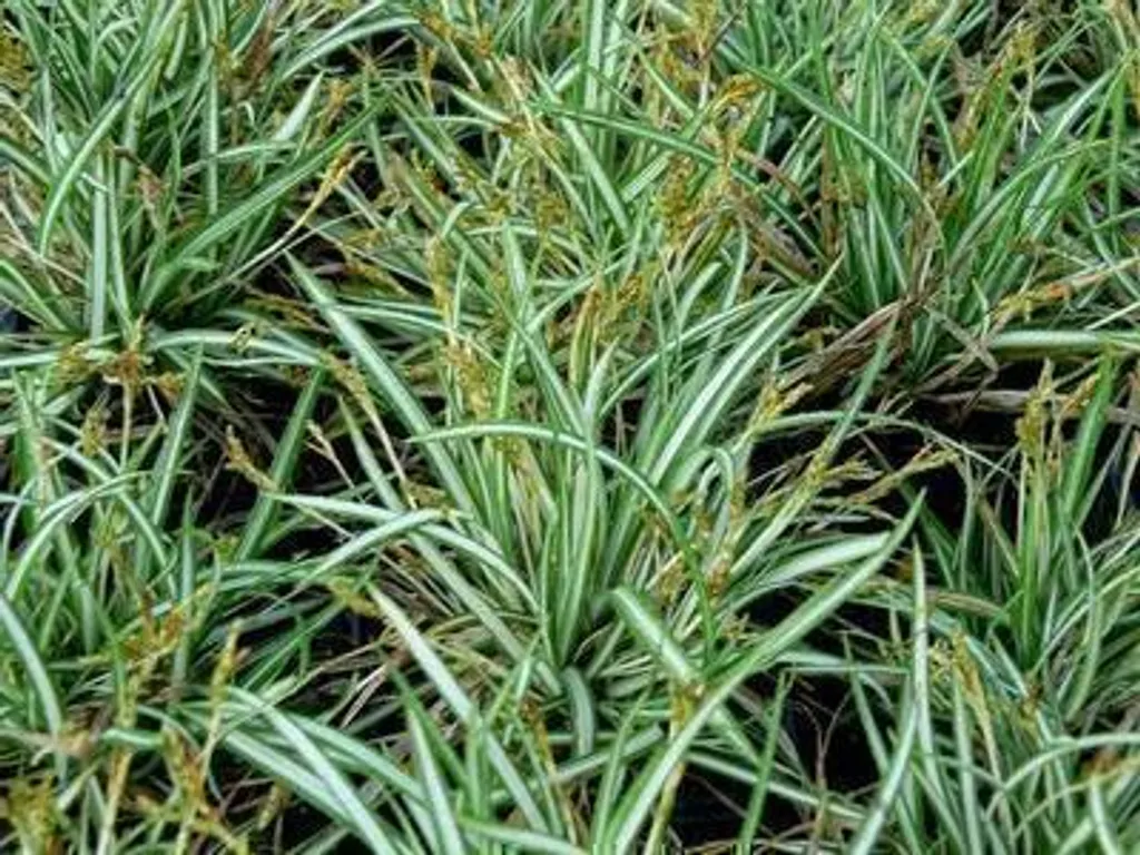 Carex ornithopoda Variegata lot de 6 - Plante idéale pour zones ombragées