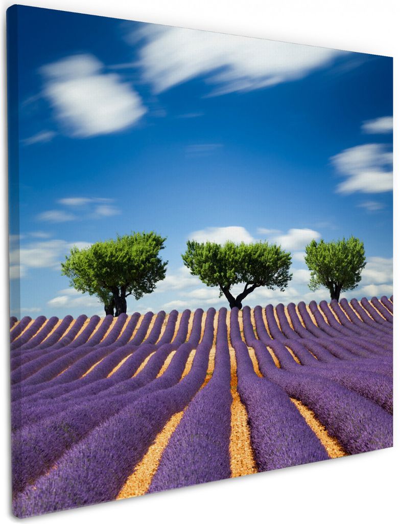 Wallario Premium Leinwandbild Abstraktes lila Blumenfeld mit Lavendel in Größe 50 x 50 cm