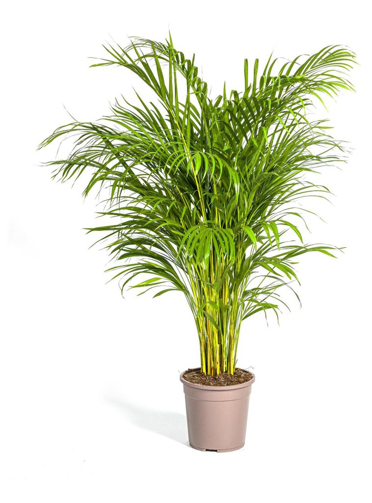 Goldfruchtpalme - Dypsis lutescens - Areca - Solitärpflanze Produktbild 