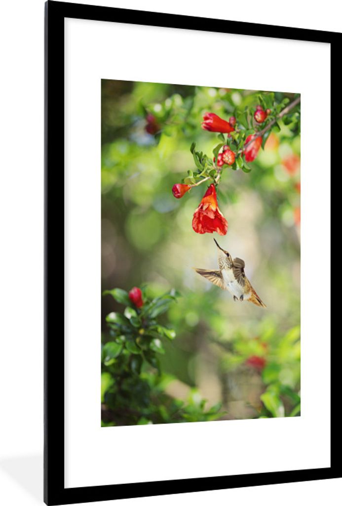 MuchoWow Gerahmtes Poster Vogel - Kolibri - Rot - Grün 60x90 cm - Poster mit Schwarzem Bilderrahmen Wandposter Rahmen Foto Bilder - Dekoration -...