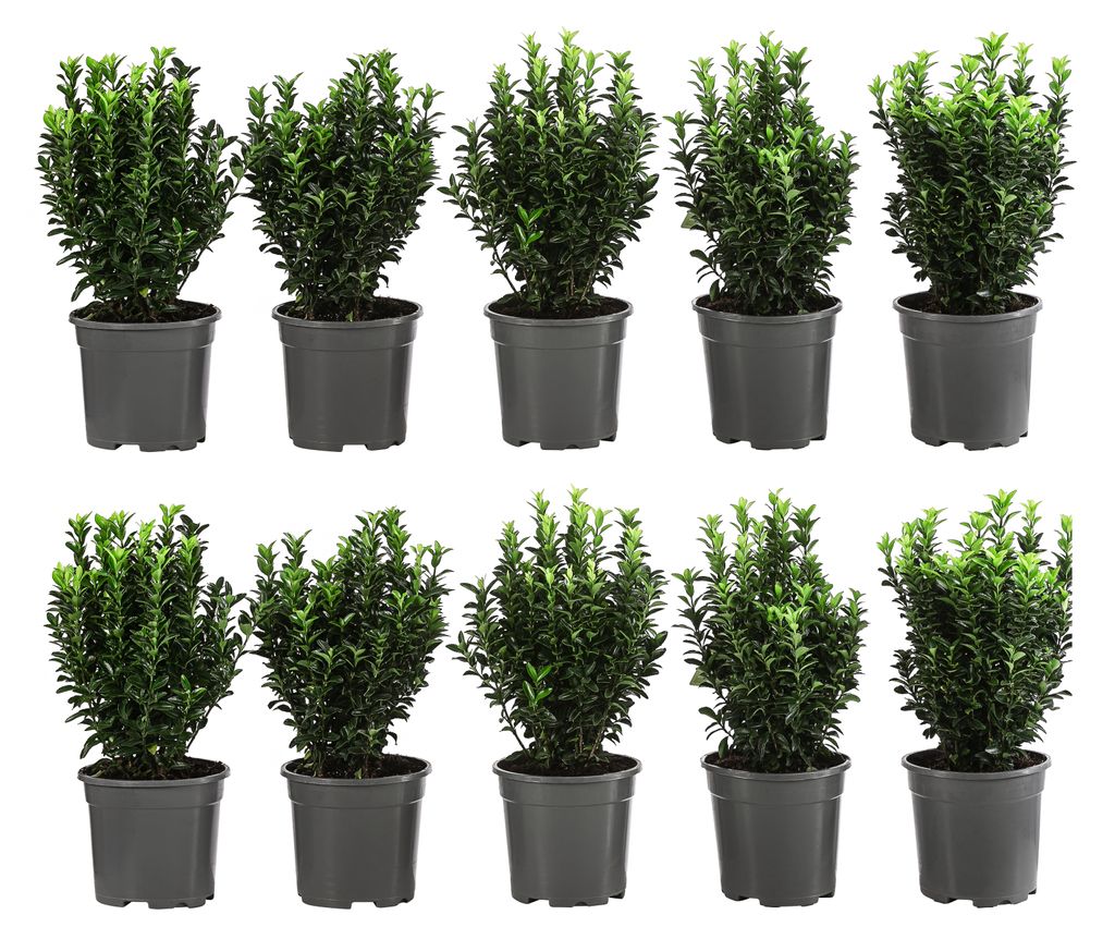 Dehner Säulen-Spindelstrauch Green Rocket, für 2 Meter Hecke, ca. 25 cm, 10 x 2 l Topf, Heckenpflanze