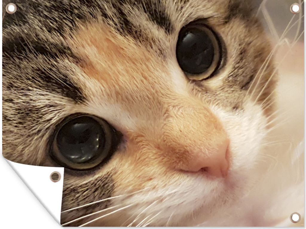 MuchoWow 40x30 cm Outdoor-Poster Gartendeko Sichtschutz Garten Poster für den Garten Eine Nahaufnahme eines Kätzchens