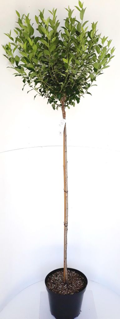 Kugel-Kirsche Stämmchen, Prunus fruticosa Globosa, Produktbild 