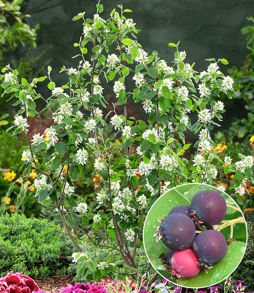 A flowering shrub with a close-up inset of its berries.