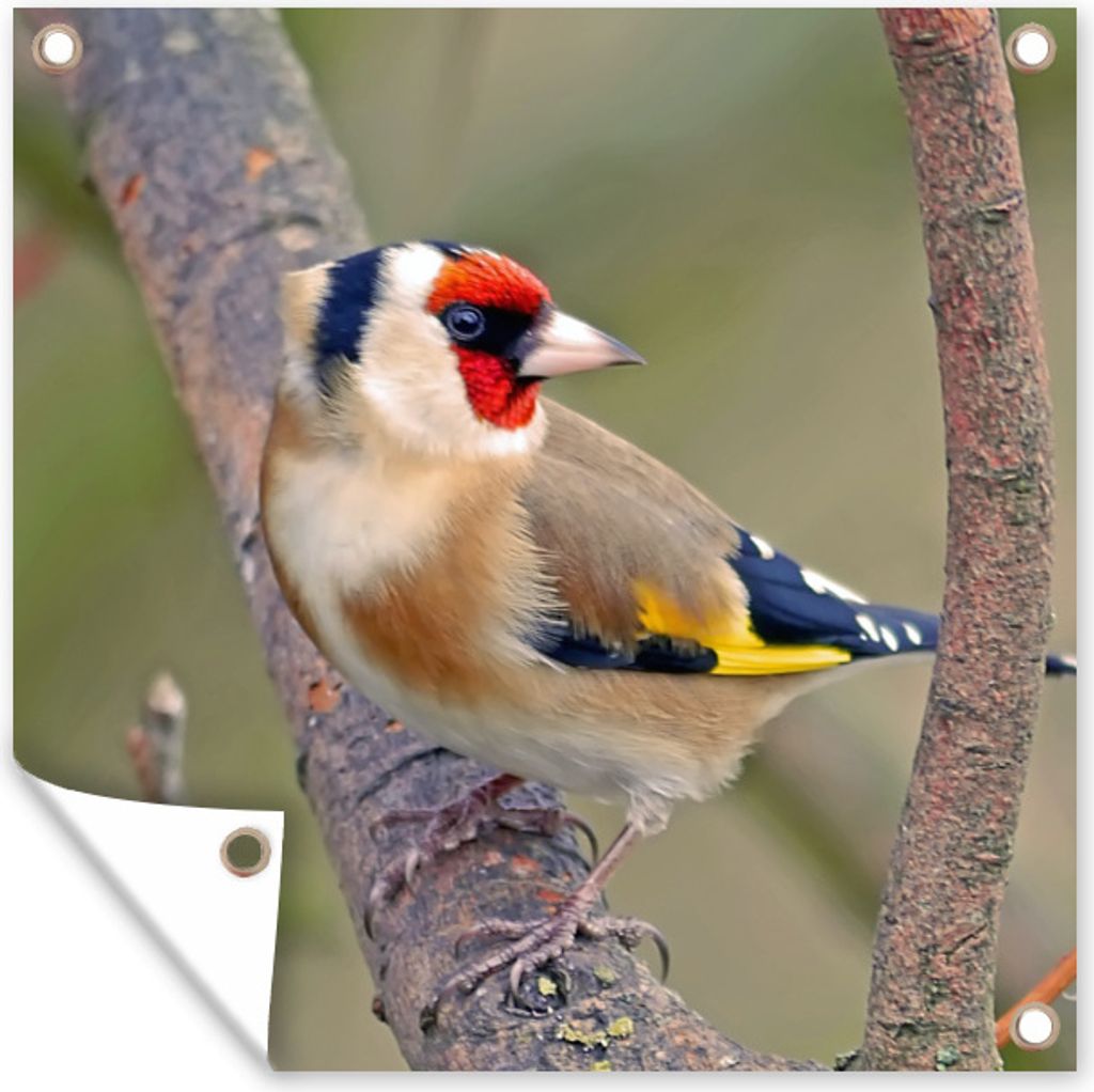 MuchoWow 50x50 cm Outdoor-Poster Gartendeko Sichtschutz Garten Poster für den Garten Stieglitz zwischen den Zweigen eines Baumes