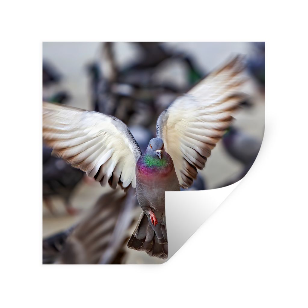 MuchoWow Wandtattoo Wandsticker Wandaufkleber Nahaufnahme einer fliegenden Taube 30x30 cm Selbstklebend und Repositionierbar - Repositionierbar -...
