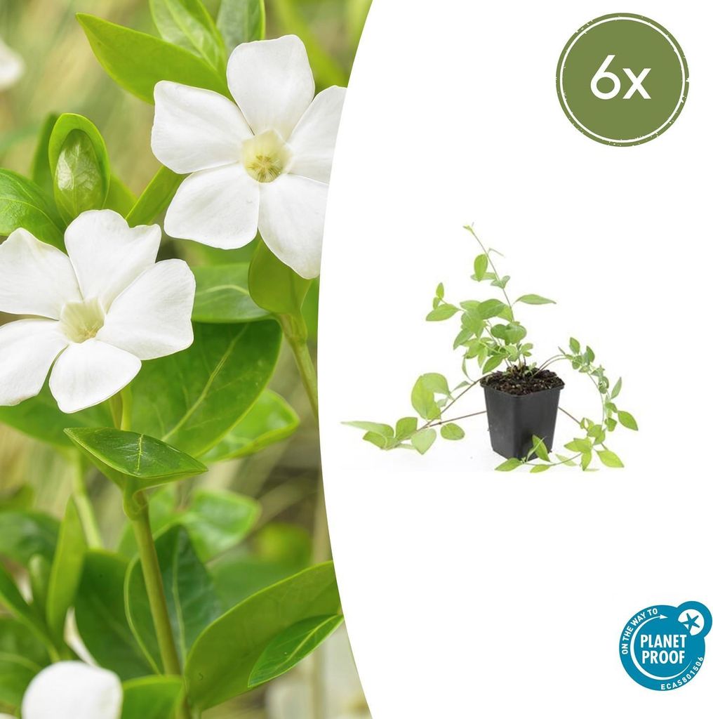Bodendecker - Großblättriges Immergrün - Vinca major 'Alba' - 9cm Topf - Set mit 6 Pflanzen