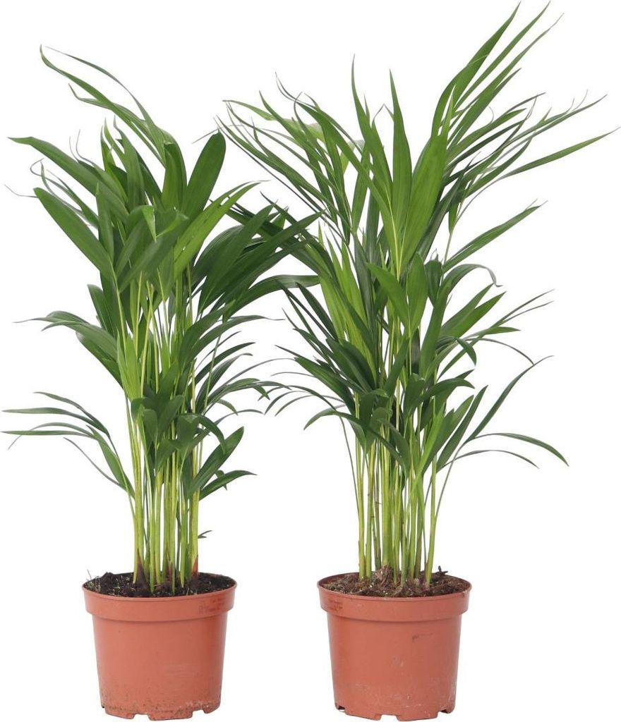 Goldfruchtpalme - 2 Stk - Dypsis lutescens - Höhe 60-70cm - Produktbild 