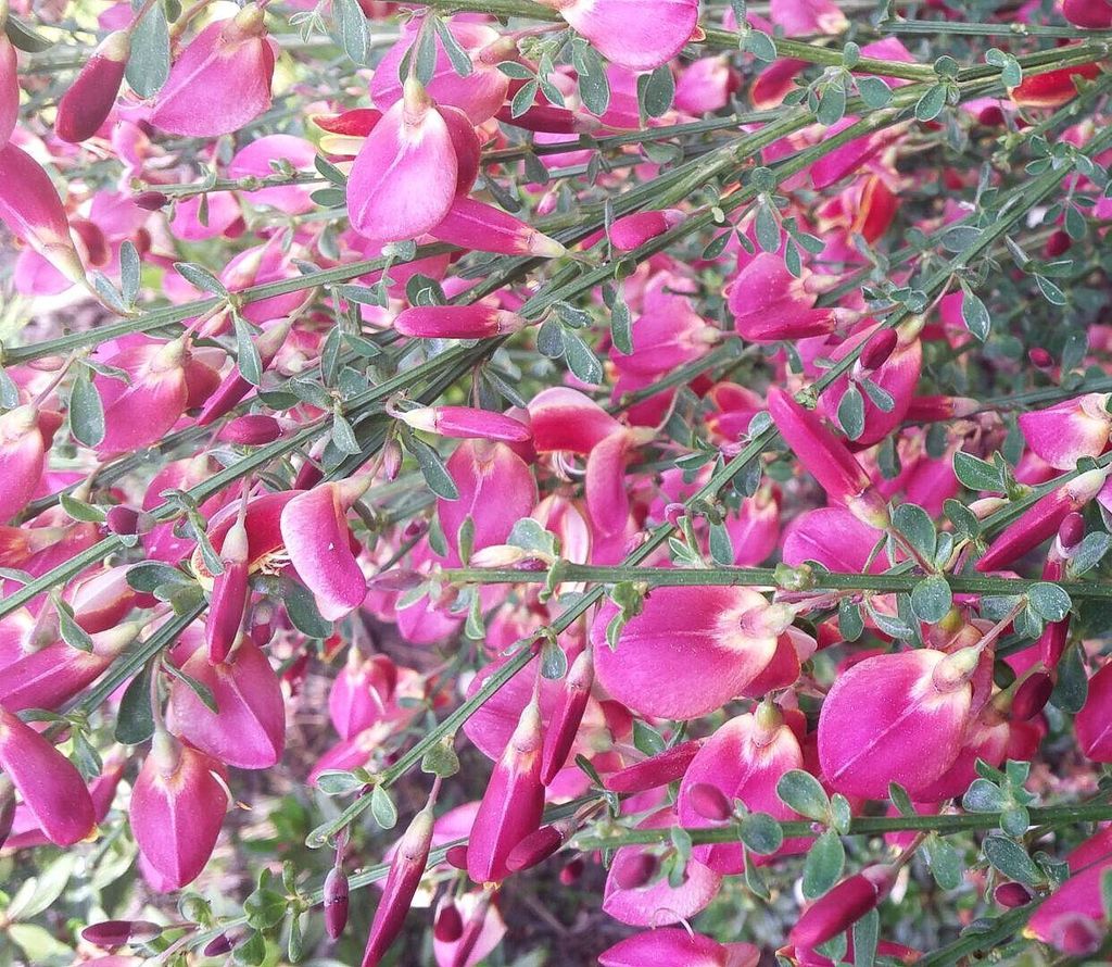 Edelginster Cytisus scoparius -Boskoop Ruby- Ginster 40 - 60 cm