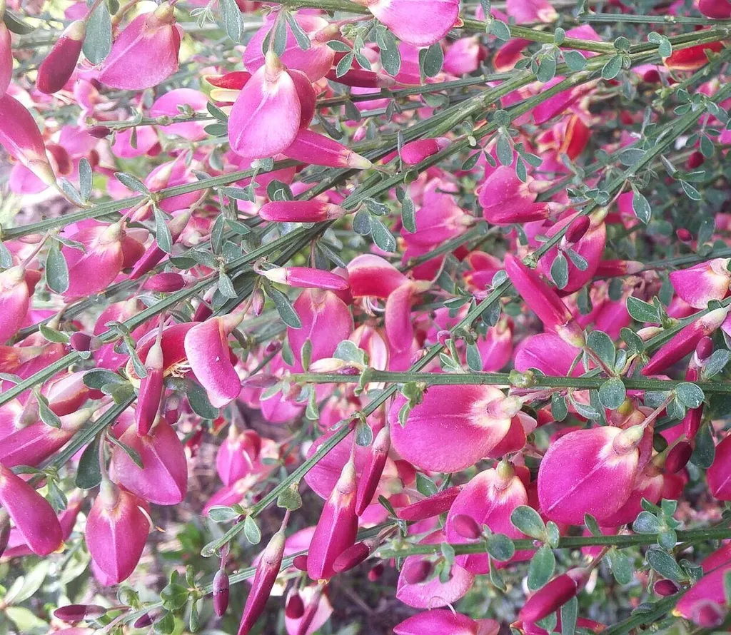 Genêt Boskoop Ruby Rouge Intense - Floraison Printanière - 60/80 cm