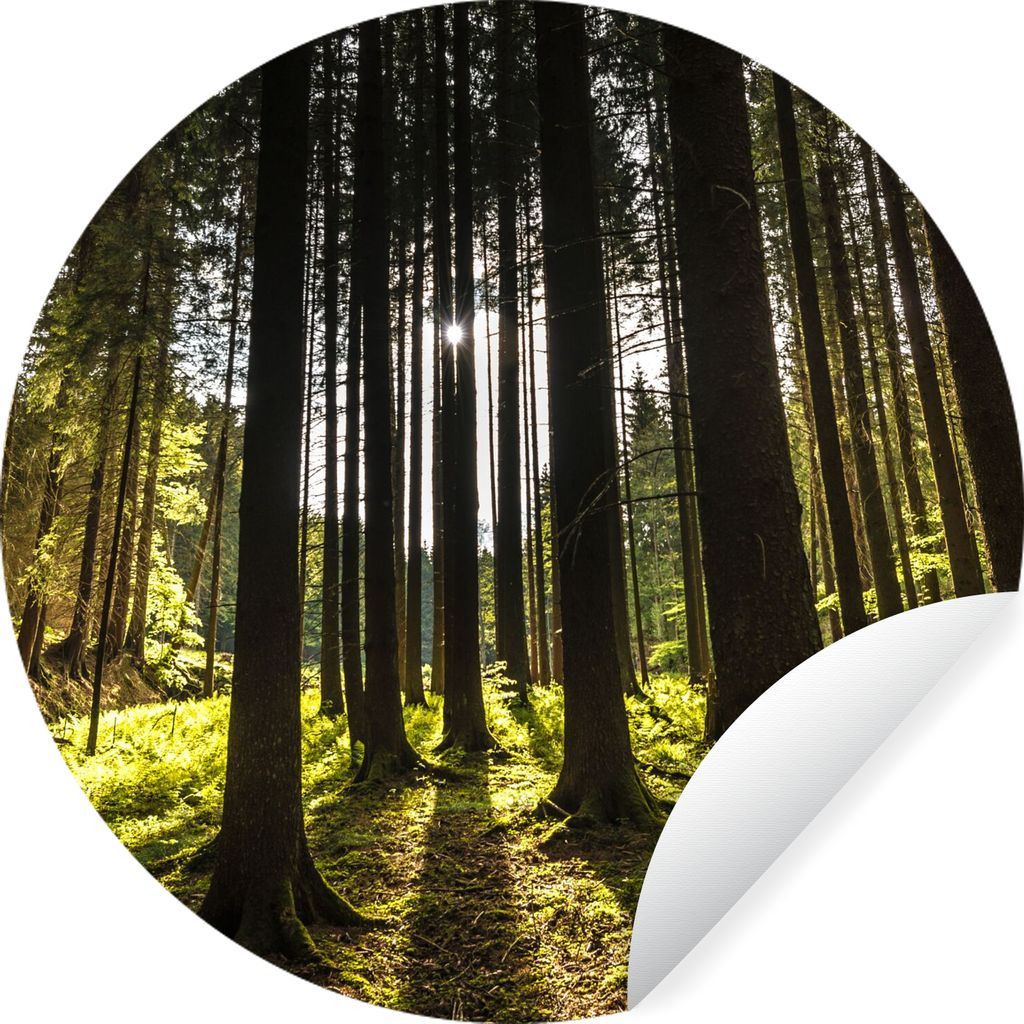 MuchoWow Runde Wandtattoo - Wandsticker Tapete Aufkleber Baum - Natur - Sonne - Wald Ø 30 cm Selbstklebend und Repositionierbar - Wandaufkleber ...