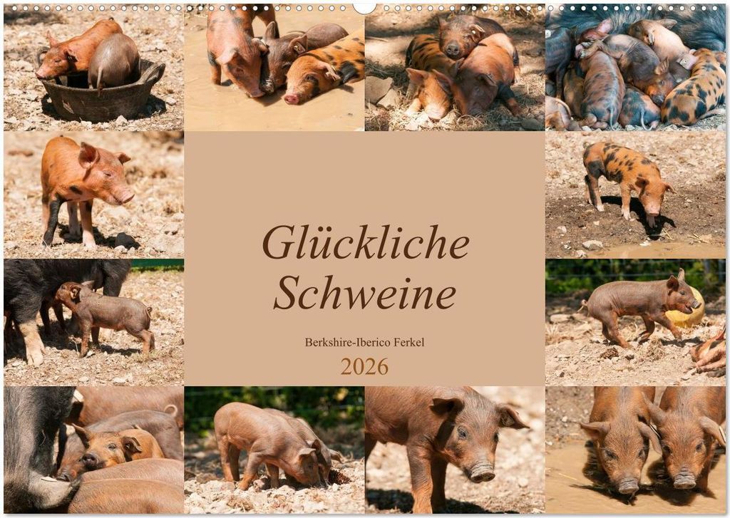 Glückliche Schweine Berkshire-Iberico Ferkel (Wandkalender 2026 DIN A2 quer), CALVENDO Monatskalender