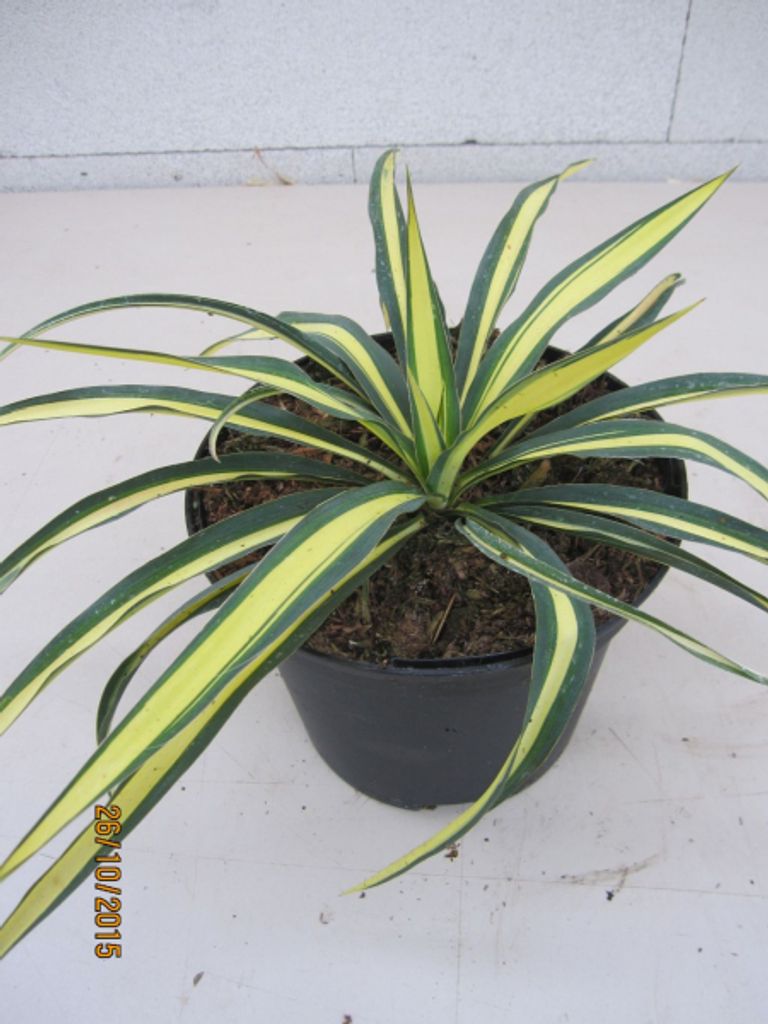 Yucca filamentosa Color Guard - Palmlilie Color Guard - 15-20cm