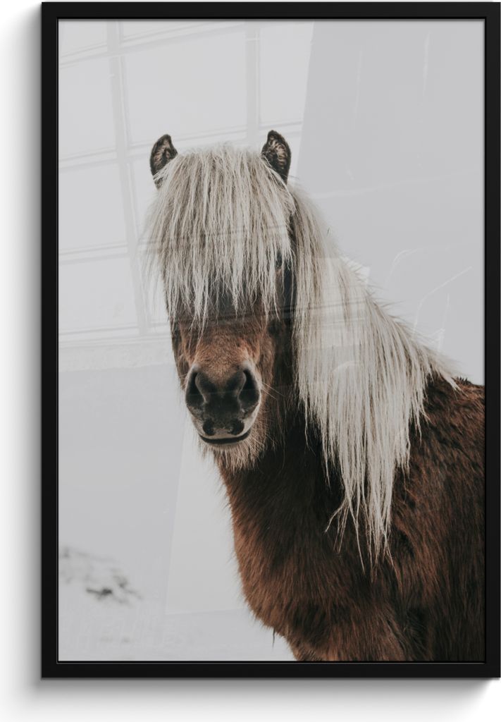 MuchoWow MuchoWow Gerahmtes Poster Pferde - Tiere - Porträt - Braun - Weiß 60x90 cm - Poster mit zchwarzem Bilderrahmen - Kunst