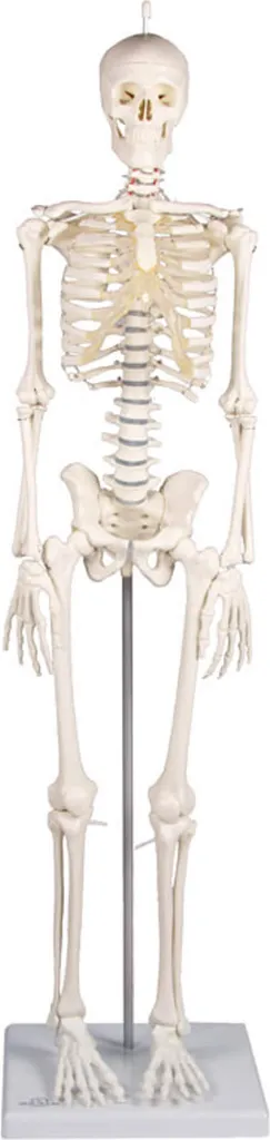 Squelette de bureau articulé Patrick avec crâne amovible 84 cm