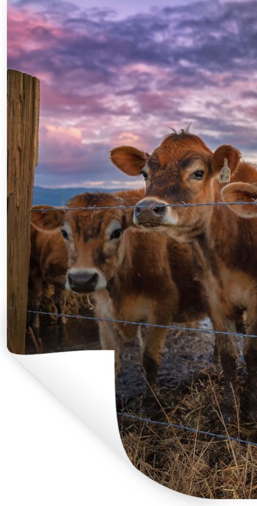MuchoWow Wandtattoo Wandsticker Wandaufkleber Kuh - Tiere - Kühe 40x80 cm Selbstklebend und Repositionierbar - Repositionierbar - Wasser abweisend