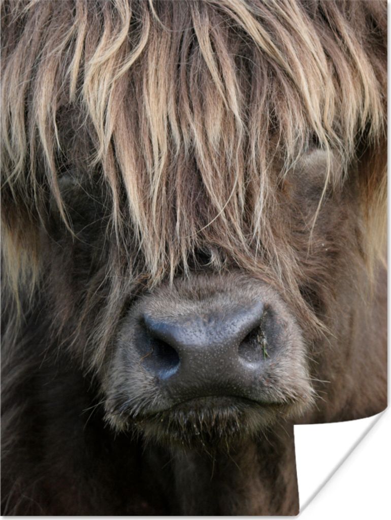 MuchoWow Poster Schottisches Hochlandrind - Braun - Nase 90x120 cm - Wohnzimmer