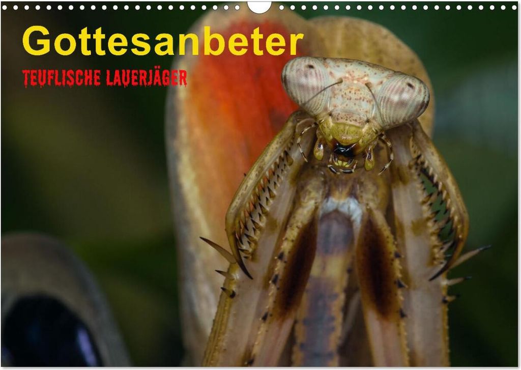 Gottesanbeter - Teuflische Lauerjäger (Wandkalender 2026 DIN A3 quer), CALVENDO Monatskalender