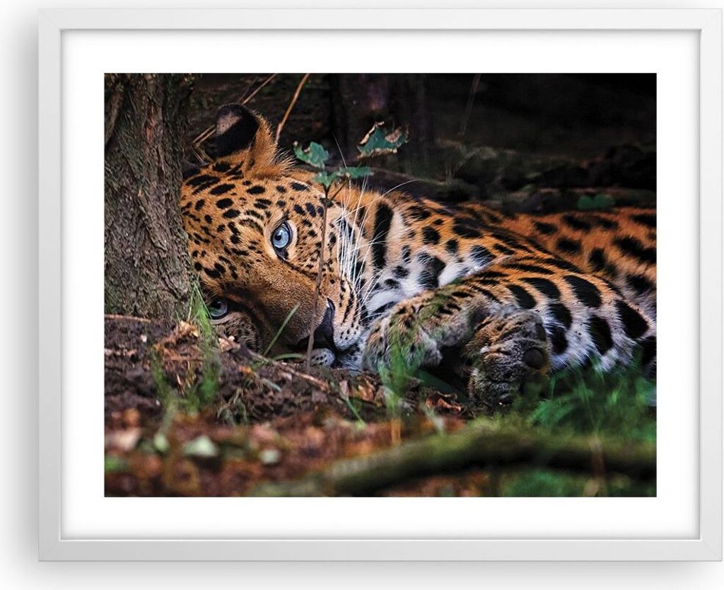 Gerahmtes Poster - Weißer Rahmen - Leopard Porträt Jaguar - 50x40 cm - Wand Bild - Wanddeko - Wandbilder - Kunstposter - Wandposter - Bilderrahme...