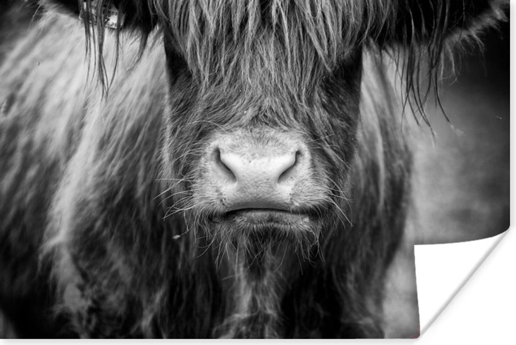 MuchoWow Poster Schottisches Hochlandrind - Kuh - Schwarz - Weiß - Tiere 120x80 cm - Bilder
