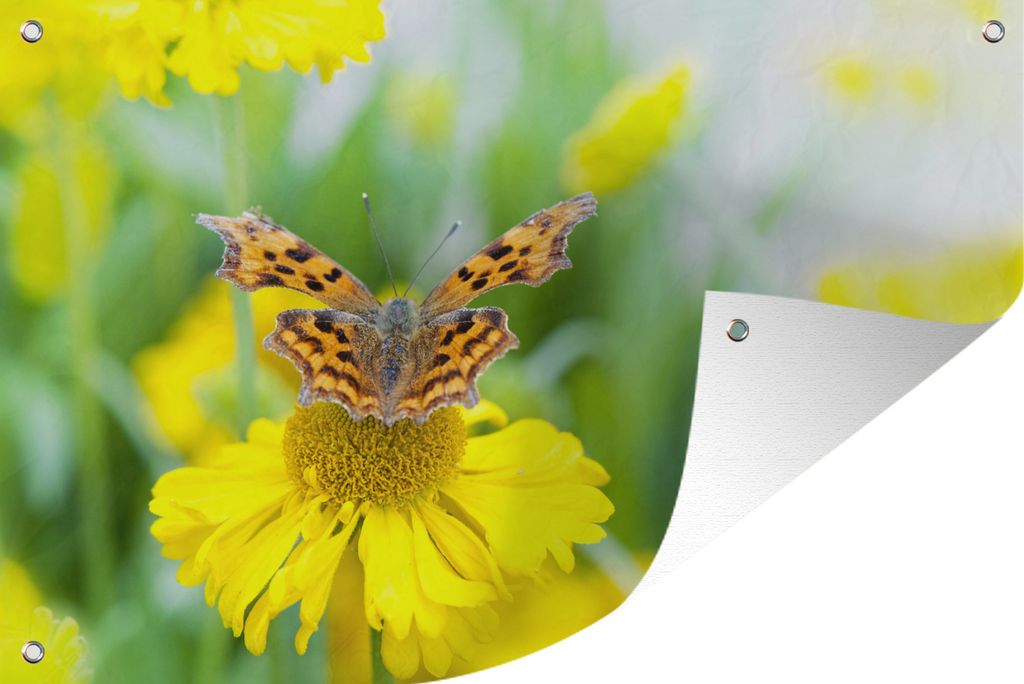 MuchoWow 90x60 cm Outdoor-Poster Gartendeko Sichtschutz Garten Poster für den Garten Ein Schmetterling auf einer gelben Aster