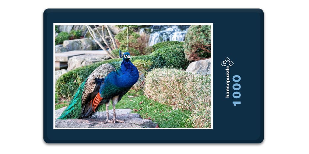 hansepuzzle 16680 - Vogel Pfau Puzzle, 1000 Teile, Tierwelt, 60,0 x 46,0cm mit hochwertiger Aufbewahrung, Kartonbox und wiederverschließbarem Beutel