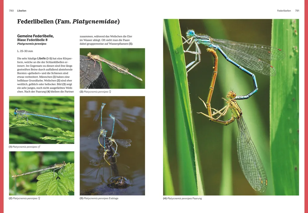 Das große BLV Handbuch Insekten : le guide de référence des insectes