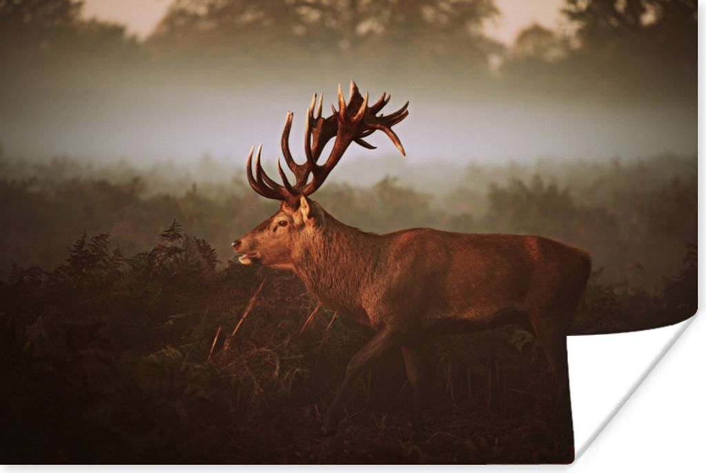 MuchoWow Poster Hirsche - Wald - Nebel 180x120 cm - Fotoplakat