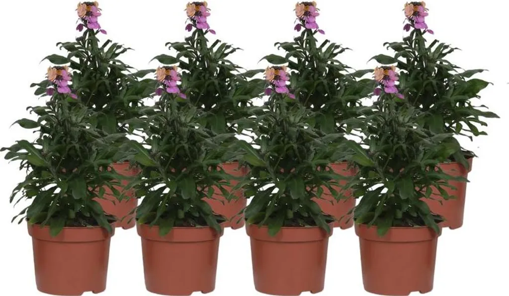 Giroflée vivace Erysimum violette parfumée - 8 pieds de 30 cm