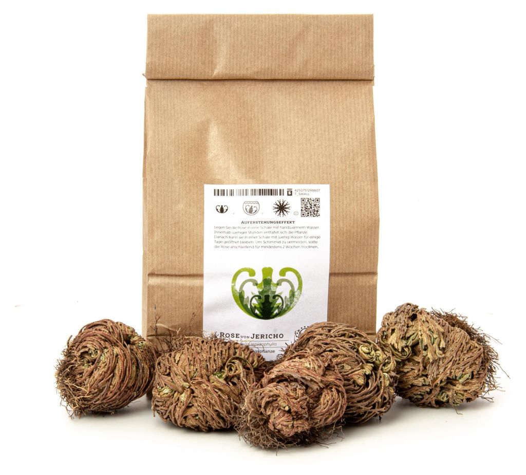 YAKEBA Rose von Jericho 5er-Sparset XS – Selaginella Produktbild 