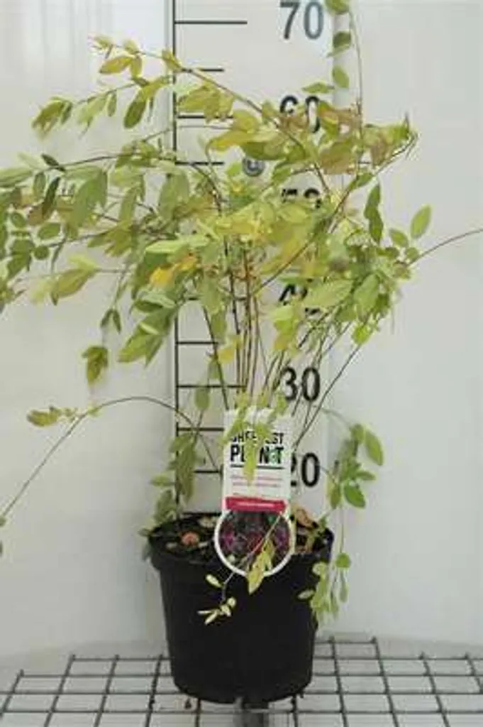 Trèfle de Thunberg : plante résistante sécheresse - Lespedeza 40-50 cm