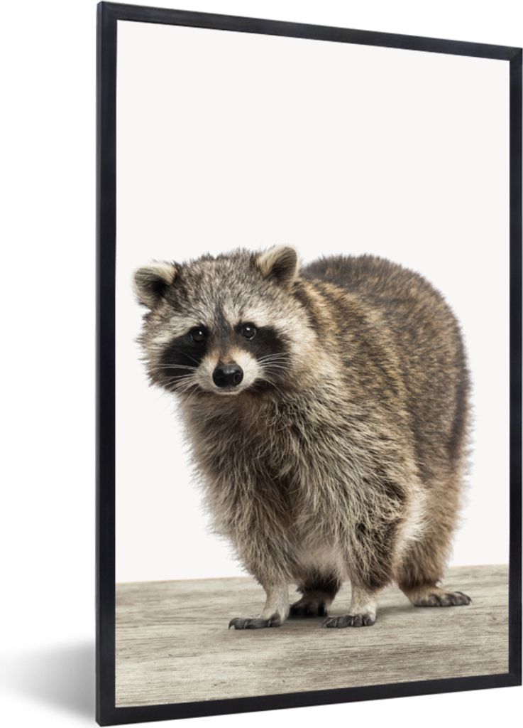 MuchoWow Gerahmtes Poster Waschbär - Tiere - weißer Hintergrund - Jungen - Mädchen - Kinder 20x30 cm - Poster mit Schwarzem Bilderrahmen Wandp...