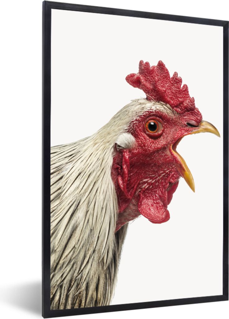 MuchoWow Gerahmtes Poster Hahn - Tiere - Bauernhoftiere - Jungen - Kinder - Mädchen 60x90 cm - Poster mit Schwarzem Bilderrahmen Wandposter Rahm...