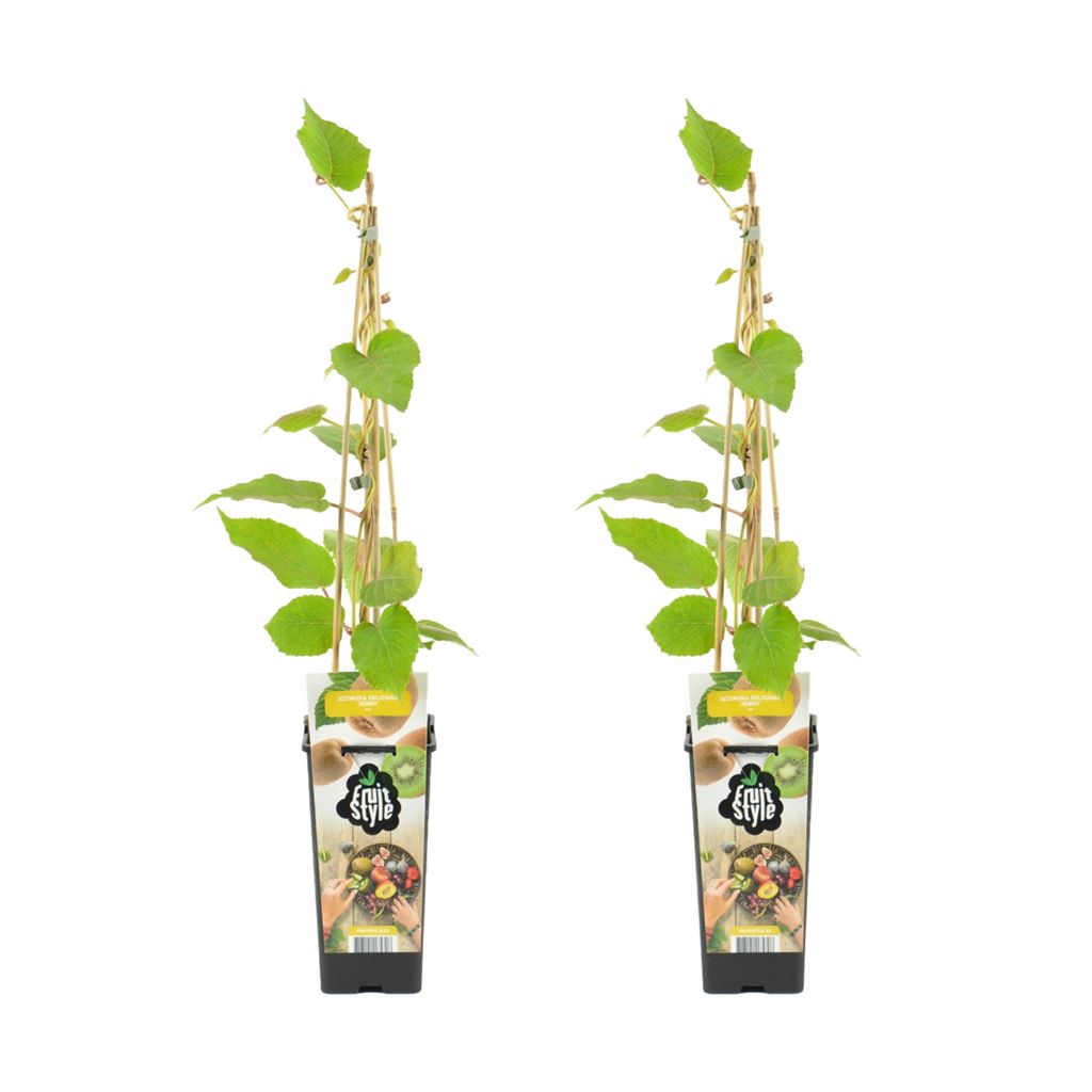 Bloomique - 2x Actinidia Deliciosa 'Jenny' - Kiwipflanze - Produktbild 