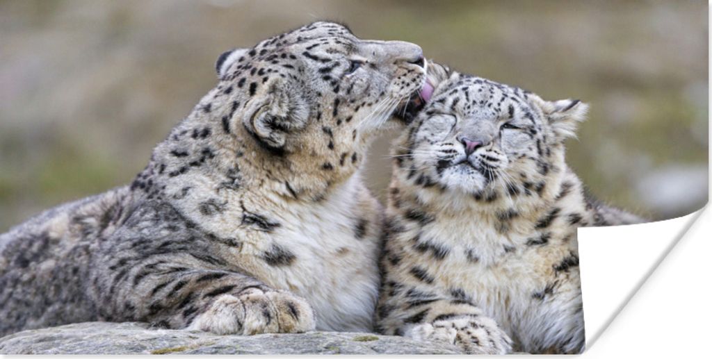 MuchoWow Poster Schneeleopard - Jungtier - Stein 60x40 cm - Schlafzimmerdekoration