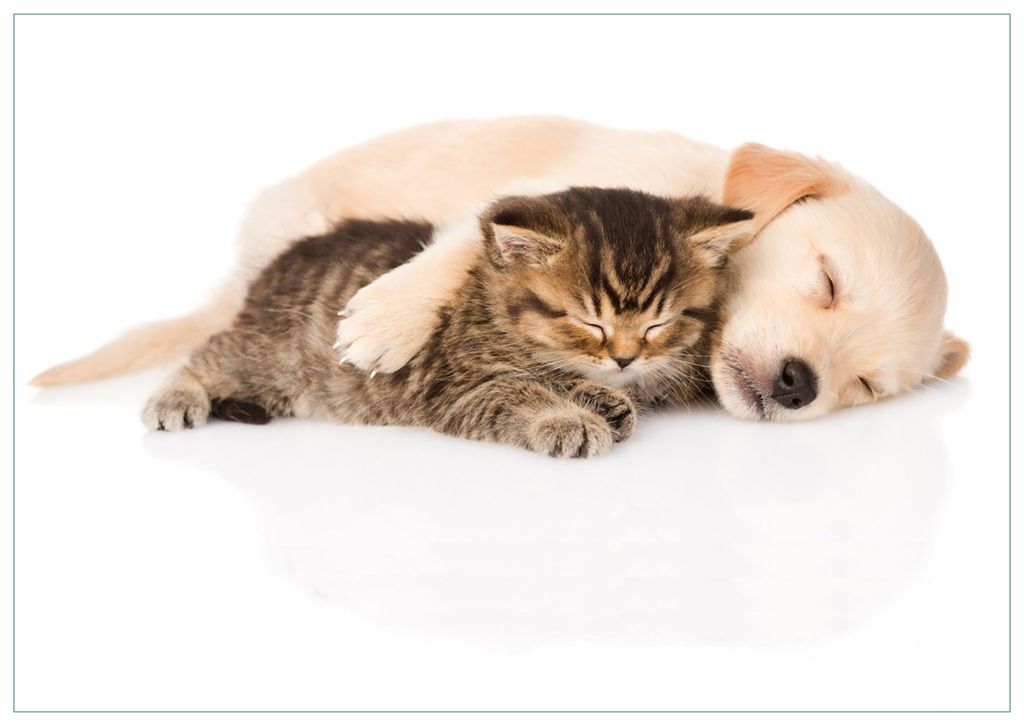 Wallario Premium Glasbild, freischwebende Optik, kräftige Farben, Größe 100 x 70 cm Motiv Katze und Hund in Harmonie - Kuschelnde Tiere
