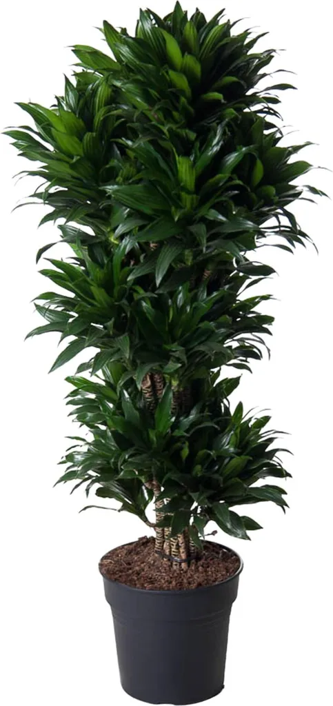 Dracaena Compacta 140 cm idéal pour bureau et salon - Dragonnier 5 troncs