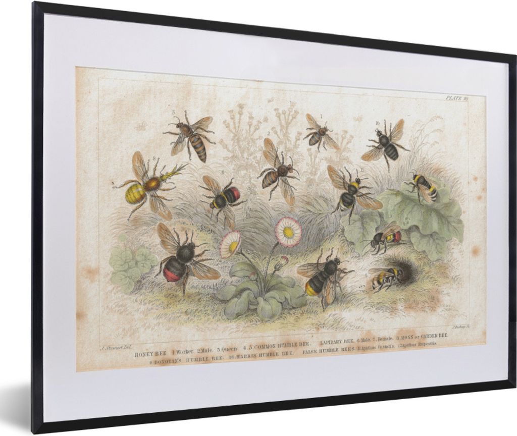 MuchoWow Gerahmtes Poster Eine Illustration einer Gruppe von Bienen 60x40 cm - Poster mit Schwarzem Bilderrahmen Wandposter Rahmen Foto Bilder - ...